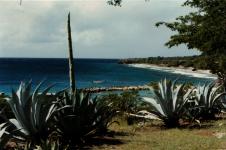 Sisal Plants