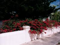 red Bougainvillea